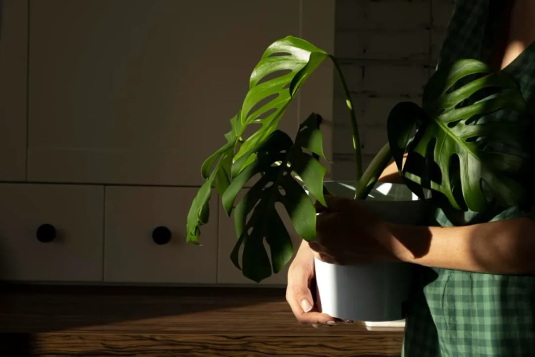 Jak przycinać monstera, aby uniknąć błędów i wspierać wzrost