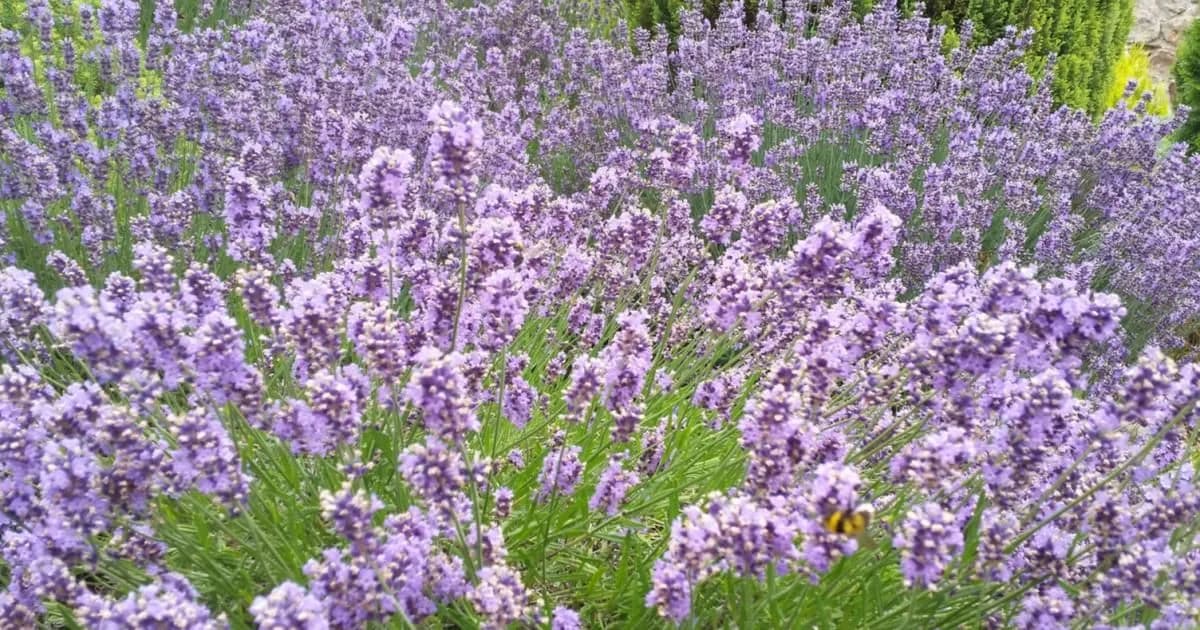 Jak przycinać lawendę latem, aby uniknąć błędów i poprawić kwitnienie