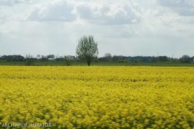 Kto może nabyć grunt rolny? Sprawdź wymagania i zasady zakupu