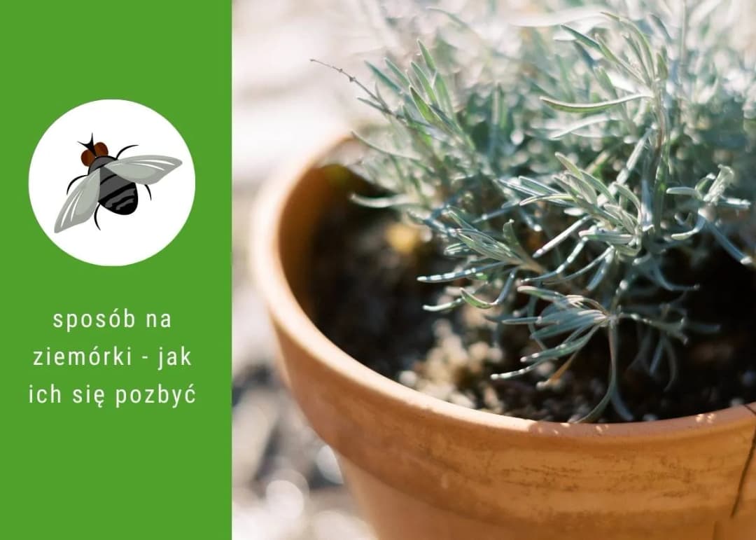 Skuteczne metody na muszki w doniczkach - jak je zwalczyć?