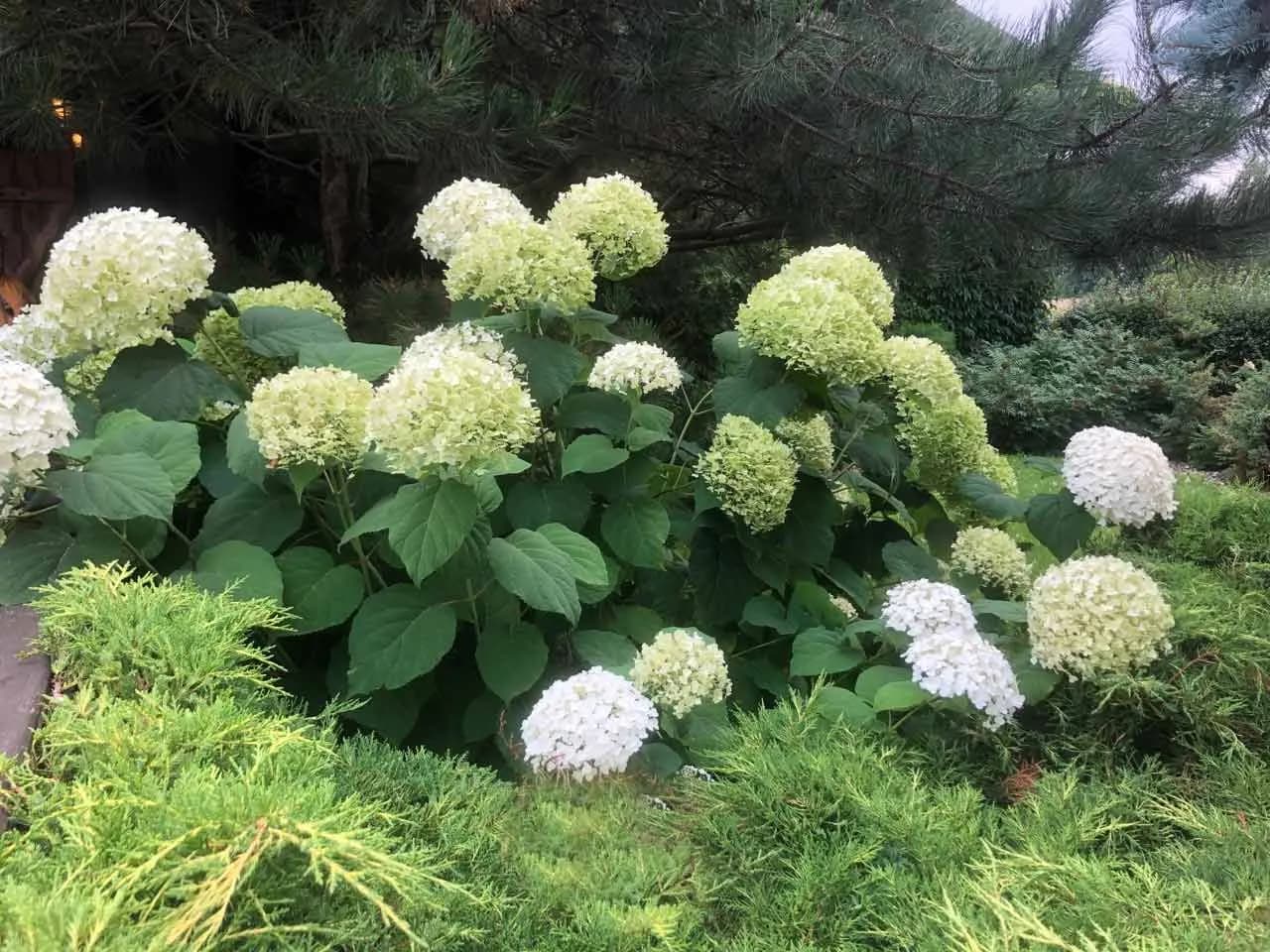 Co posadzić obok hortensji, aby stworzyć piękną kompozycję?