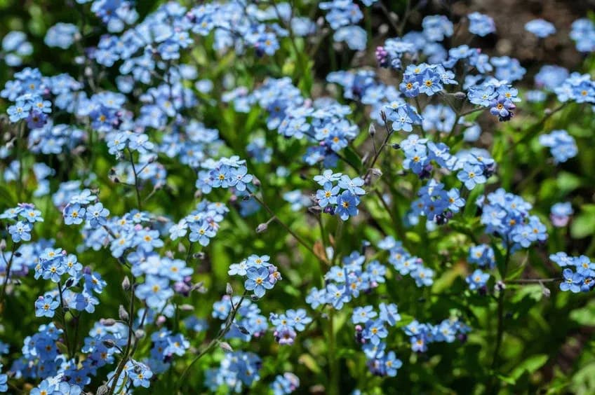 Kiedy sadzić niezapominajki do gruntu, aby uniknąć niepowodzeń w ogrodzie