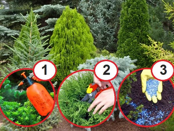 Jak szybko rosną tuje? Poznaj sekrety ich wzrostu i pielęgnacji