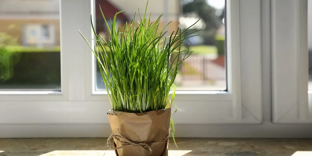 Jak posadzić szczypiorek, aby uniknąć najczęstszych błędów