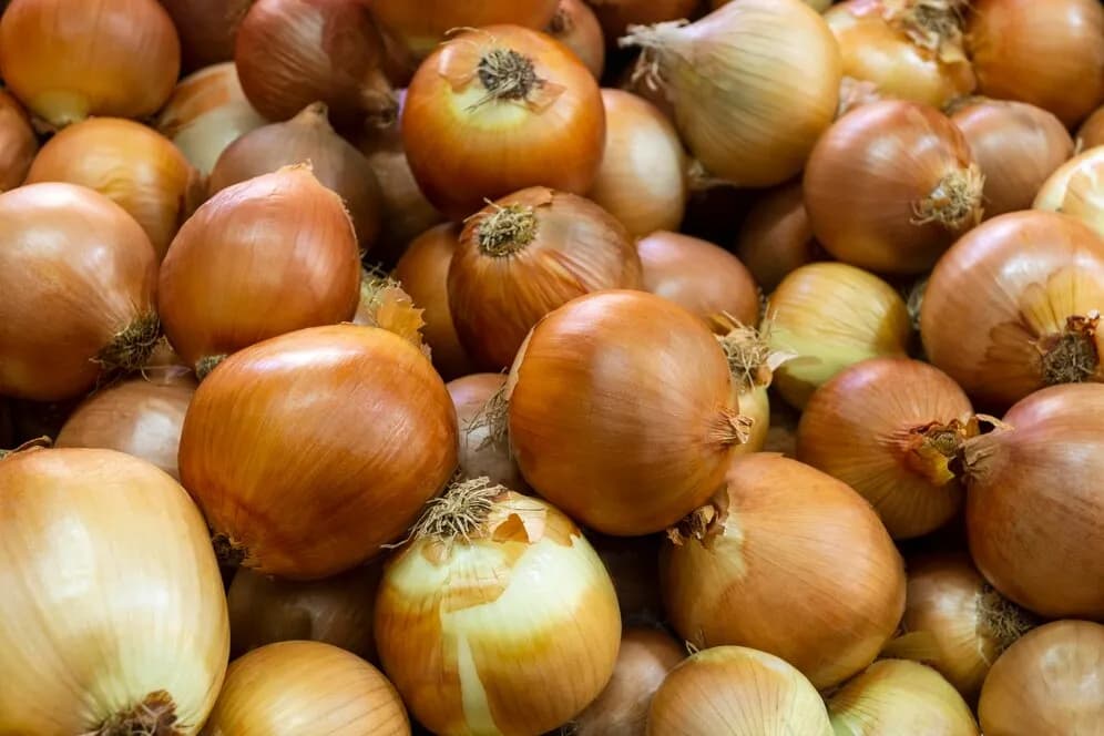 Cebula do gruntu kiedy? Odkryj najlepszy czas sadzenia i uniknij błędów