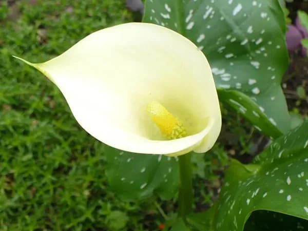 Kiedy sadzić kalie do doniczek, aby uniknąć niepowodzeń w uprawie