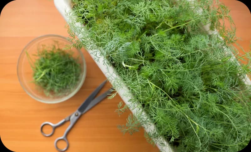 Kiedy sadzić koper do gruntu, aby uniknąć nieudanych zbiorów?