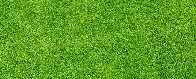 Jaki torf pod trawnik? Wybierz najlepszy torf dla zdrowej trawy