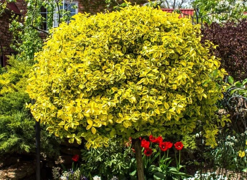 Jak przycinać trzmielinę na pniu, aby uniknąć błędów i osłabienia rośliny
