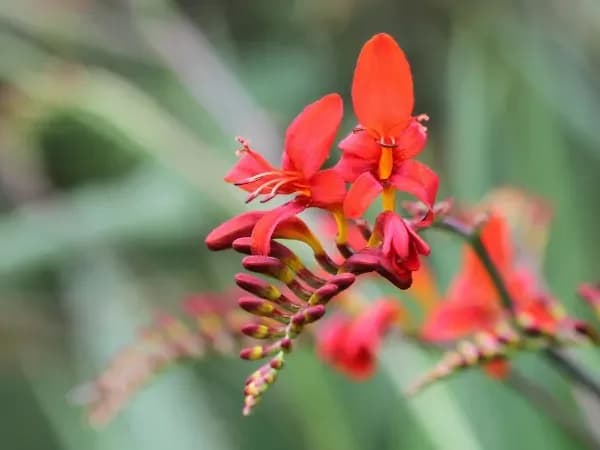 Czy krokosmia zimuje w gruncie? Oto, co musisz wiedzieć, by przetrwała zimę