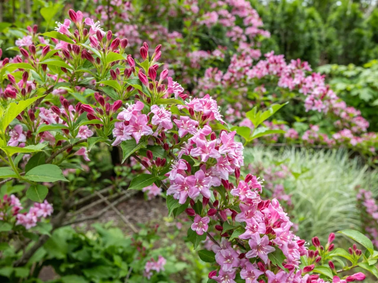 Jak przycinać krzewuszkę, aby uniknąć błędów i cieszyć się pięknem