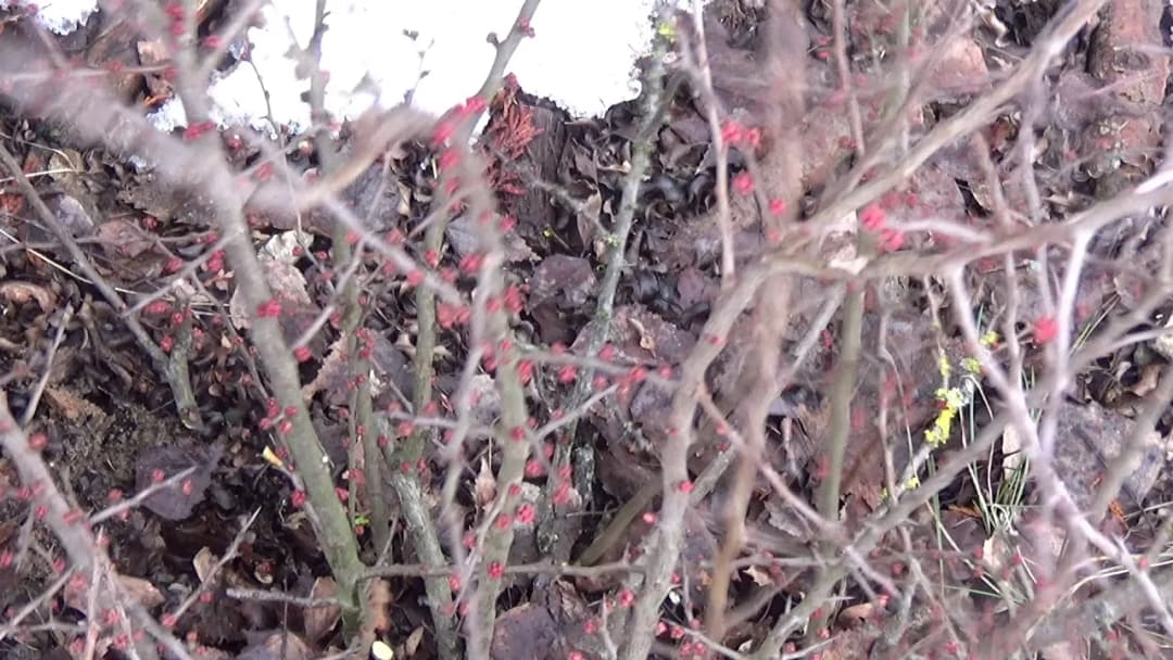 Jak i kiedy przycinać pigwowca, aby uniknąć błędów i cieszyć się zdrowiem rośliny