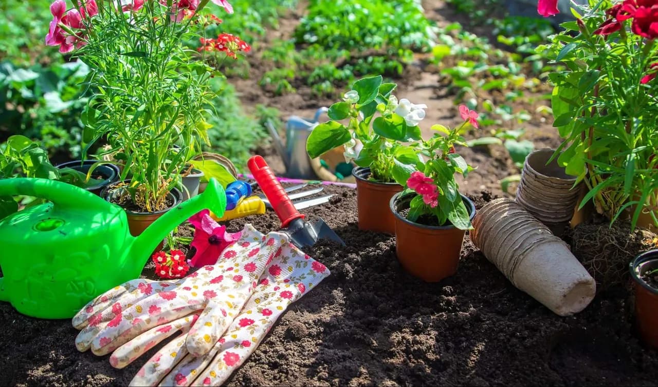 Co posadzić żeby zarobić? Najlepsze rośliny na małej działce