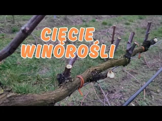 Jak przycinać winorośl na wiosnę, aby uniknąć błędów i uzyskać plony