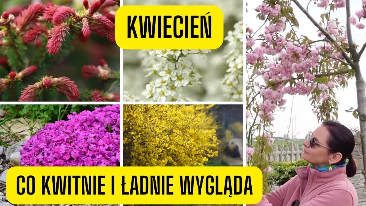 Co kwitnie w kwietniu? Odkryj piękne rośliny na wiosnę