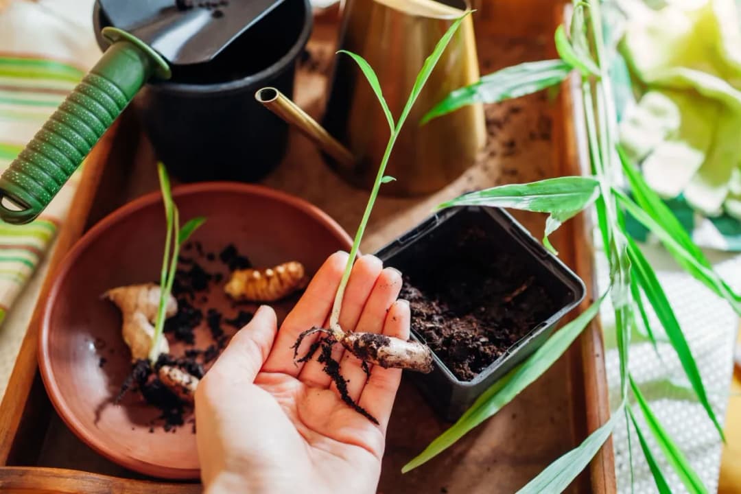 Kiedy sadzić imbir do gruntu, aby uniknąć przymrozków i uzyskać plony