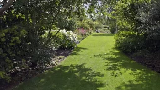 Co posadzić pod świerkami w cieniu, aby uniknąć porażki w ogrodzie?