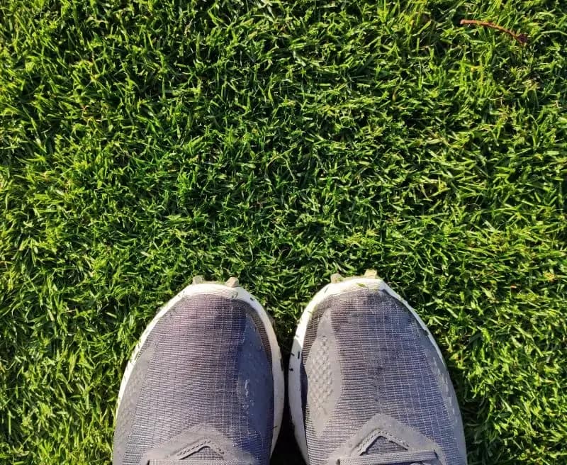 Kiedy nawozimy trawnik, aby uniknąć błędów i cieszyć się zdrową trawą