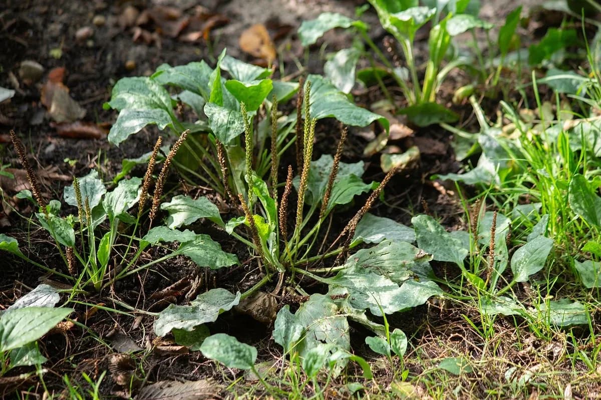 Jakie chwasty rosną na kwaśnej glebie i jak je skutecznie zwalczać