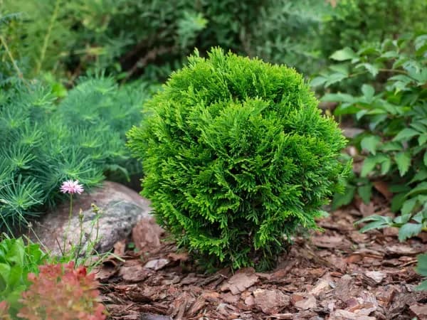 Tuja jaka gleba - poznaj idealne warunki dla zdrowego wzrostu