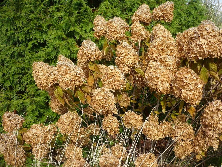 Hortensja bukietowa jaka gleba - uniknij błędów w uprawie rośliny