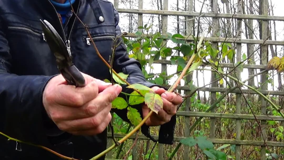 Jak przycinać jeżyny, aby zwiększyć plony i poprawić zdrowie roślin