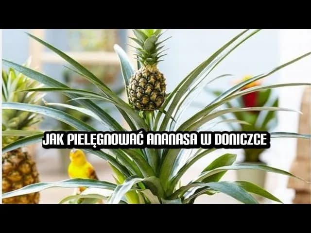 Jak pielęgnować ananas w doniczce, aby uniknąć problemów z wzrostem