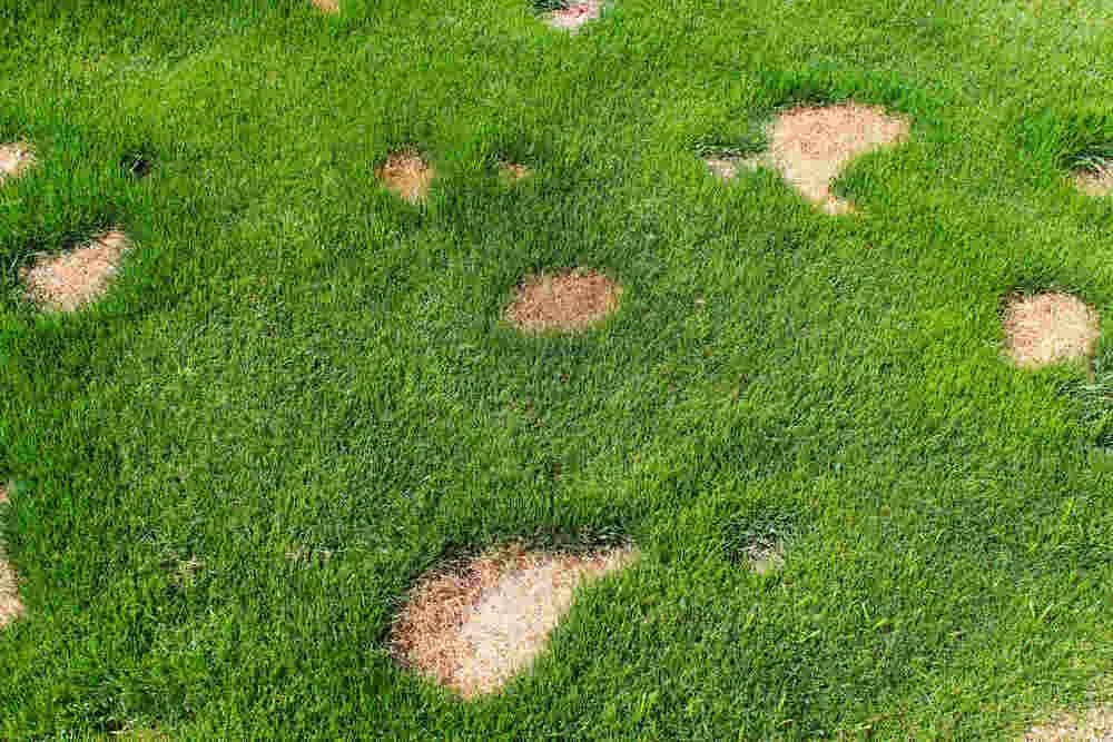 Jak uratować trawnik po psim moczu i uniknąć dalszych zniszczeń