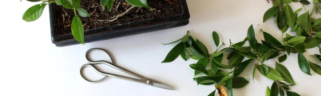 Jak przycinać drzewko bonsai - unikaj najczęstszych błędów w wideo