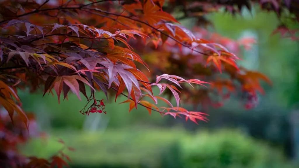 Jak przycinać klon palmowy, aby uniknąć błędów i zachować zdrowie rośliny