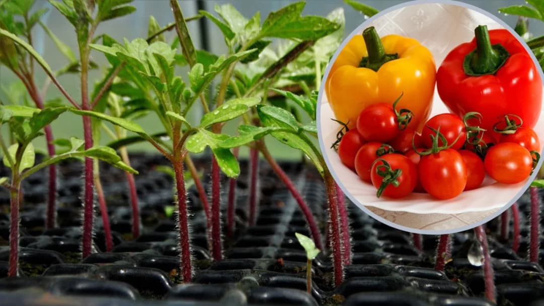 Co można siać do gruntu w marcu? Sprawdź najlepsze warzywa i kwiaty