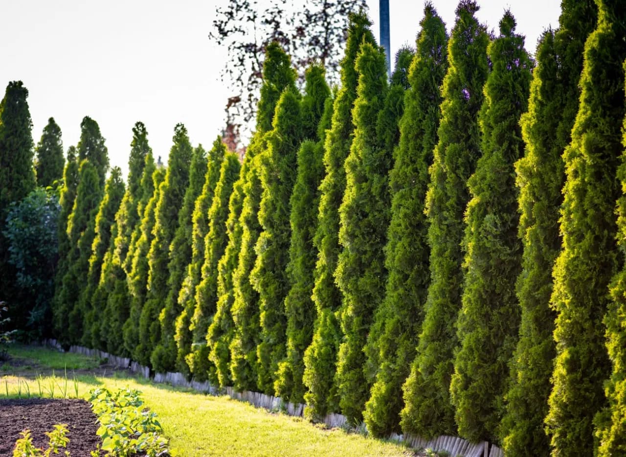 Ile czasu rośnie tuja? Poznaj zaskakujące tempo wzrostu tui Brabant