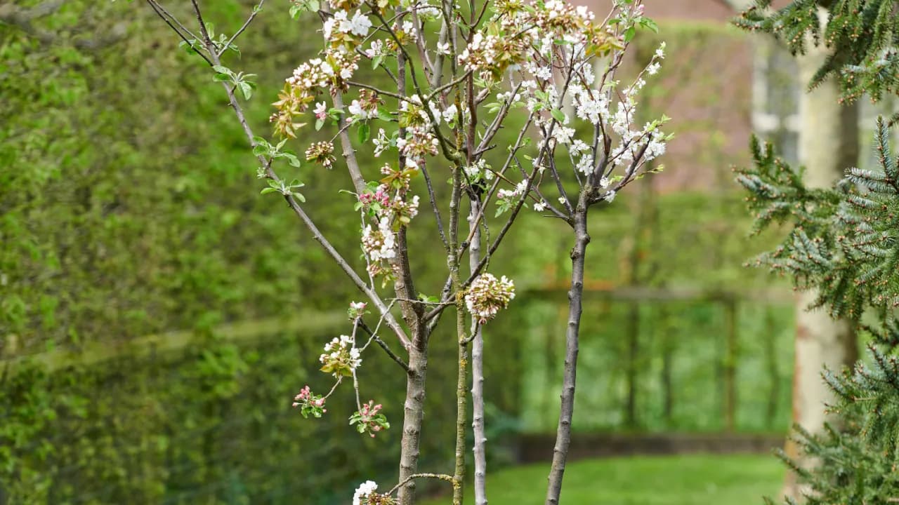 Jakie drzewa posadzić na działce, aby uniknąć błędów w wyborze?