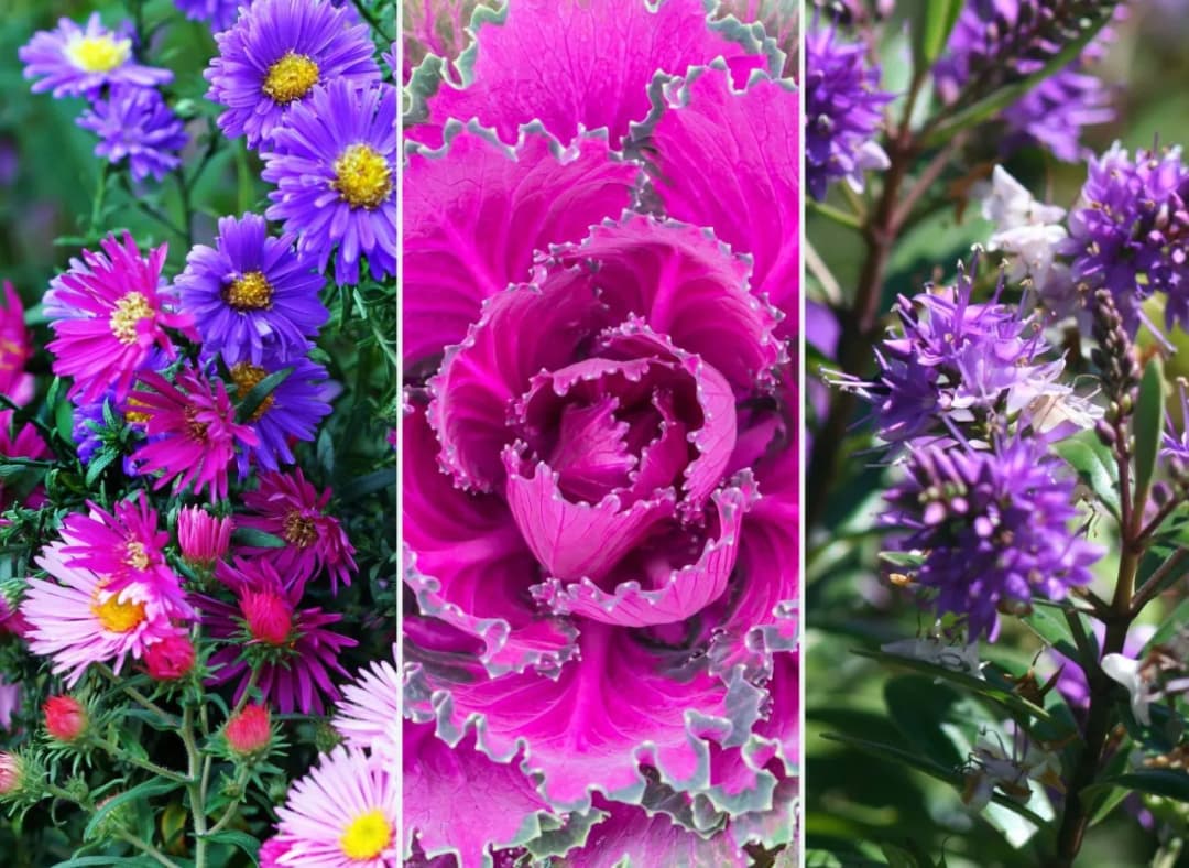 Co kwitnie w listopadzie? Odkryj piękne rośliny na jesień