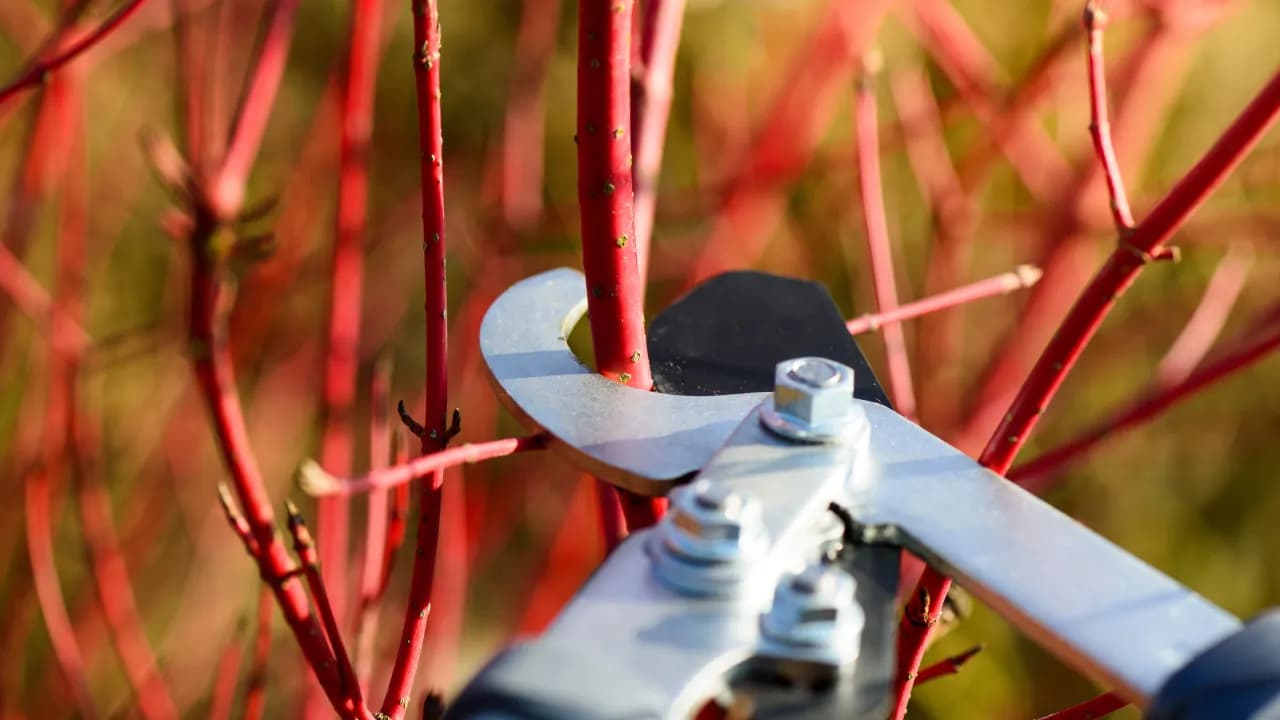 Jak przycinać dereń czerwony, aby uzyskać intensywne pędy i zdrowe krzewy