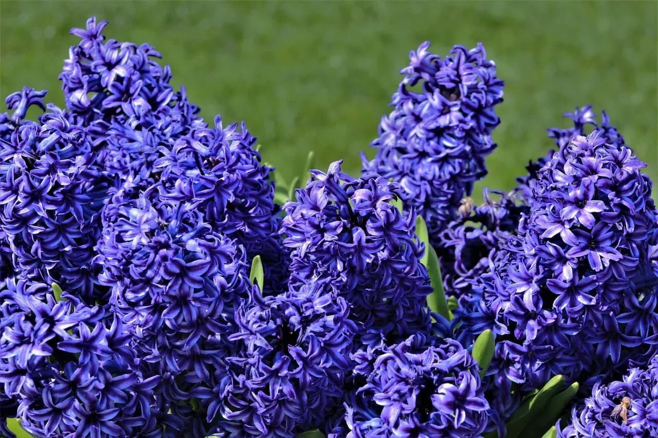 Kiedy sadzić hiacynty do gruntu, aby uniknąć błędów i cieszyć się kwitnieniem