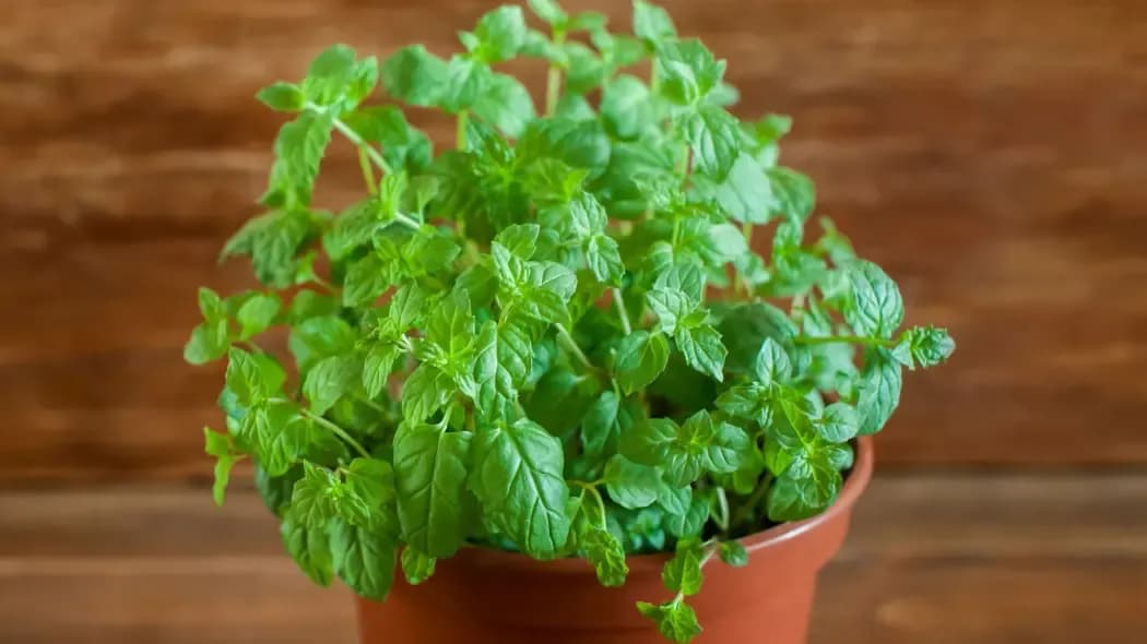 Jak zasadzić miętę w doniczce i uniknąć najczęstszych błędów