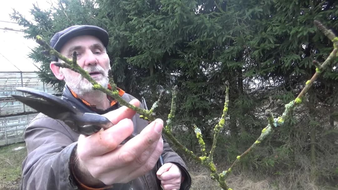 Jak przycinać nowo posadzone drzewka owocowe, aby uniknąć błędów